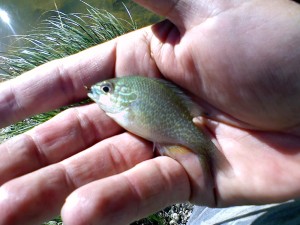 looks like a bluegill, 2-3 inches